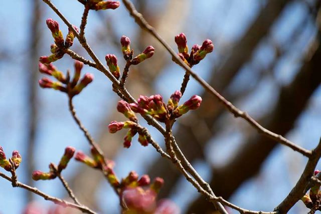 桜が咲くまで少しだけ早かったかな