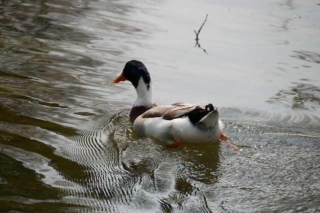 池には鴨も居ます