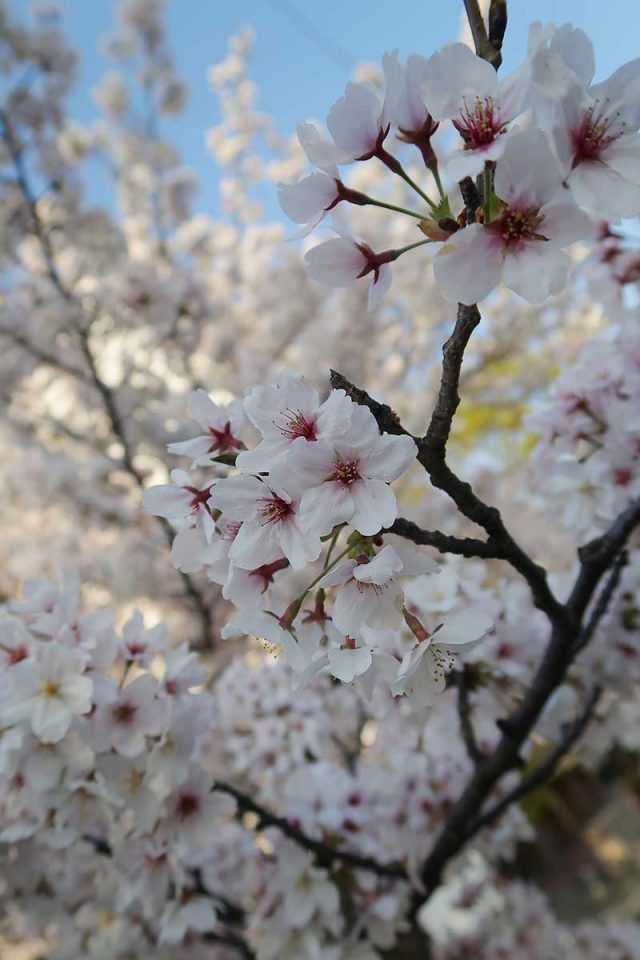 PowerShot G7 X Mark IIで桜を撮影