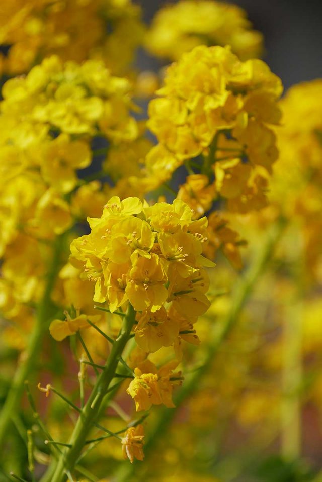 PowerShot G7 X Mark IIで接写撮影