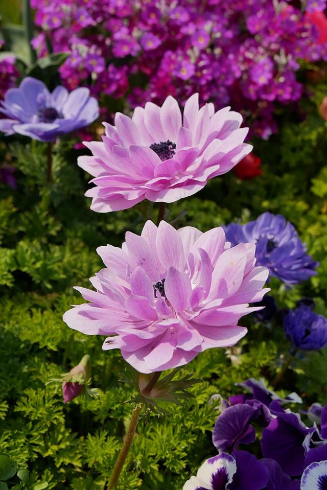 PowerShot G7 X Mark IIで花を撮影