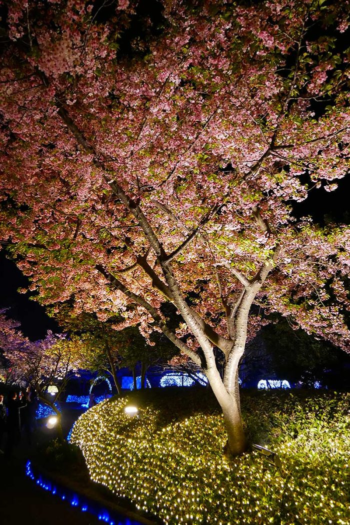 ライトアップされた桜も綺麗