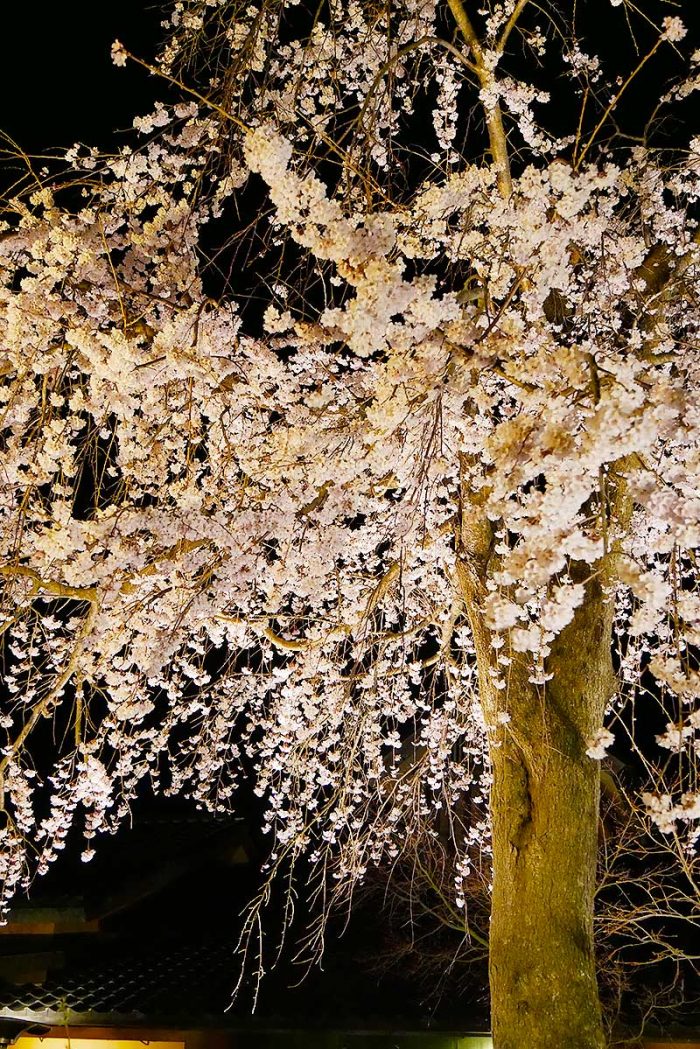 夜桜も素敵ですね