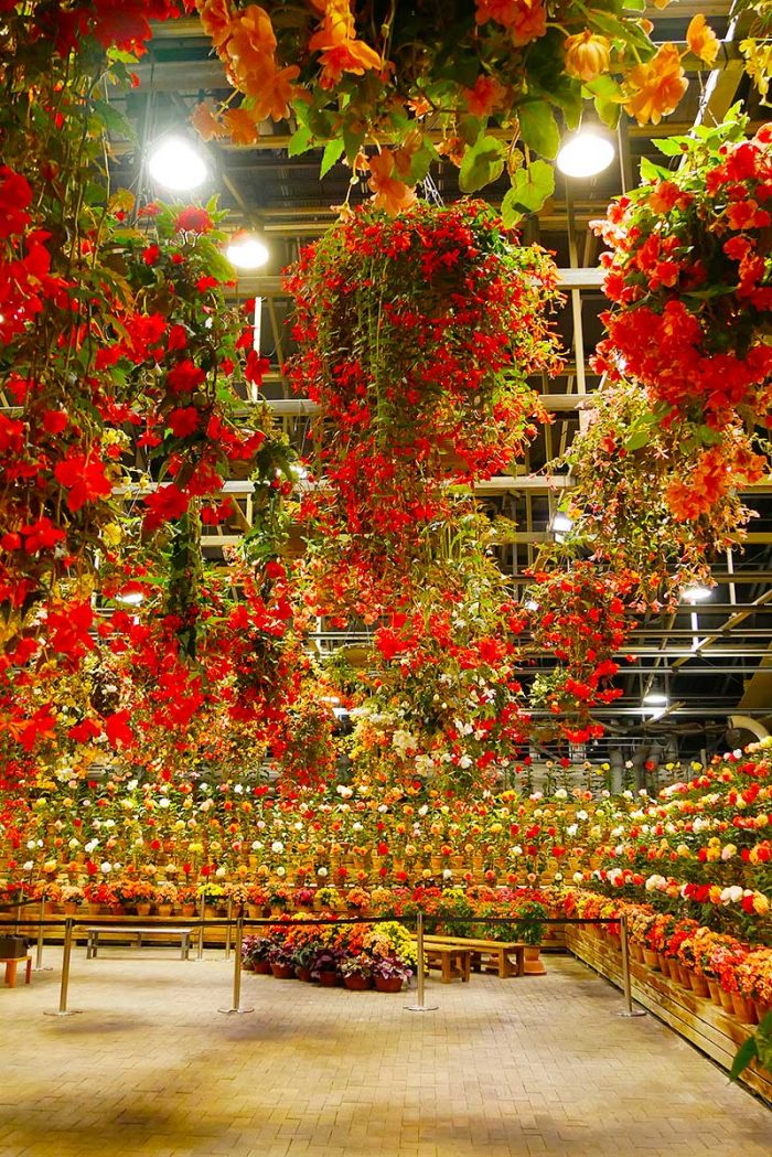 圧倒的な花の数!!