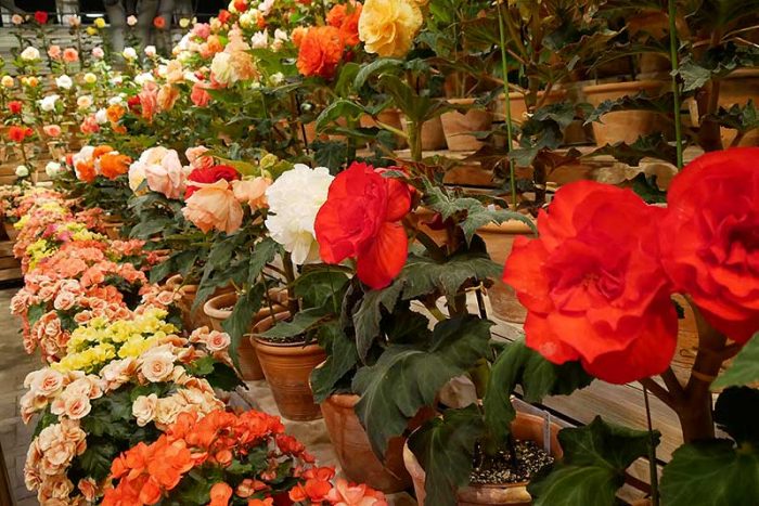 ズラリと並ぶ綺麗な花