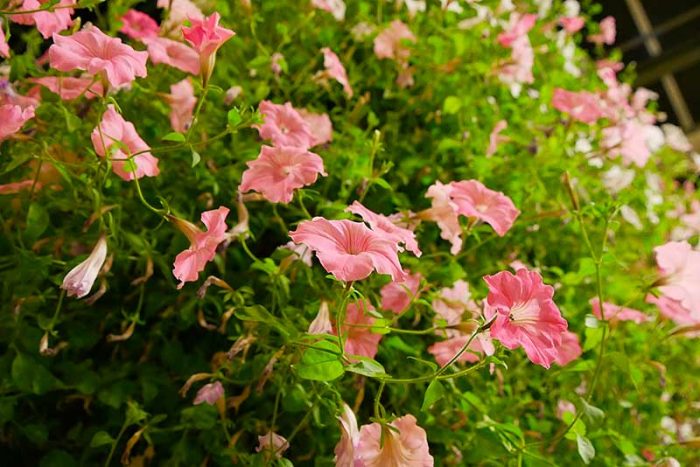 綺麗なピンク色