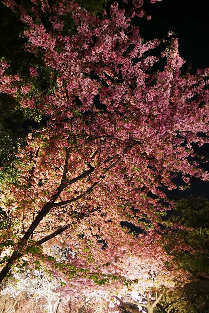 夜桜を見ながら