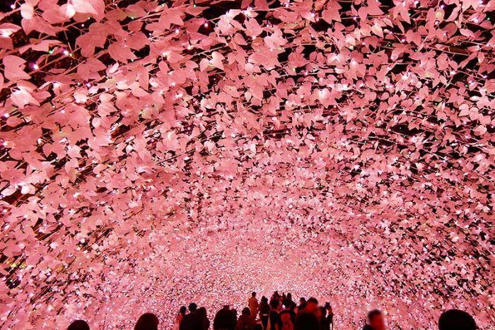 ピンク色で綺麗!!