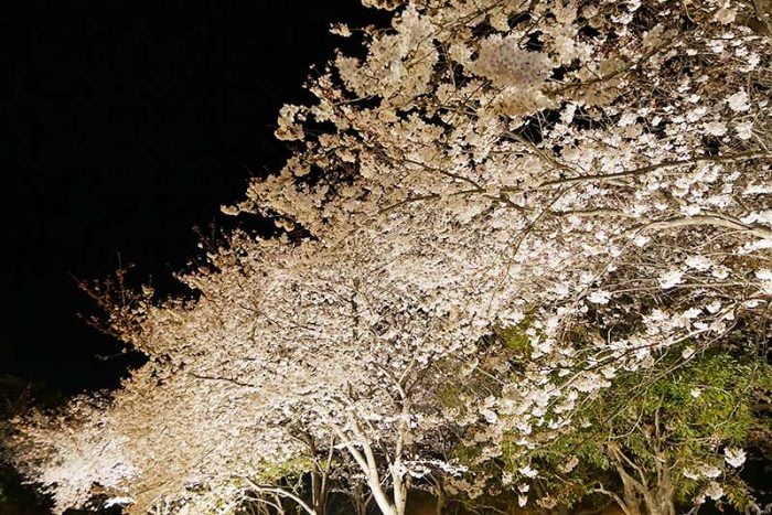 綺麗なライトアップ