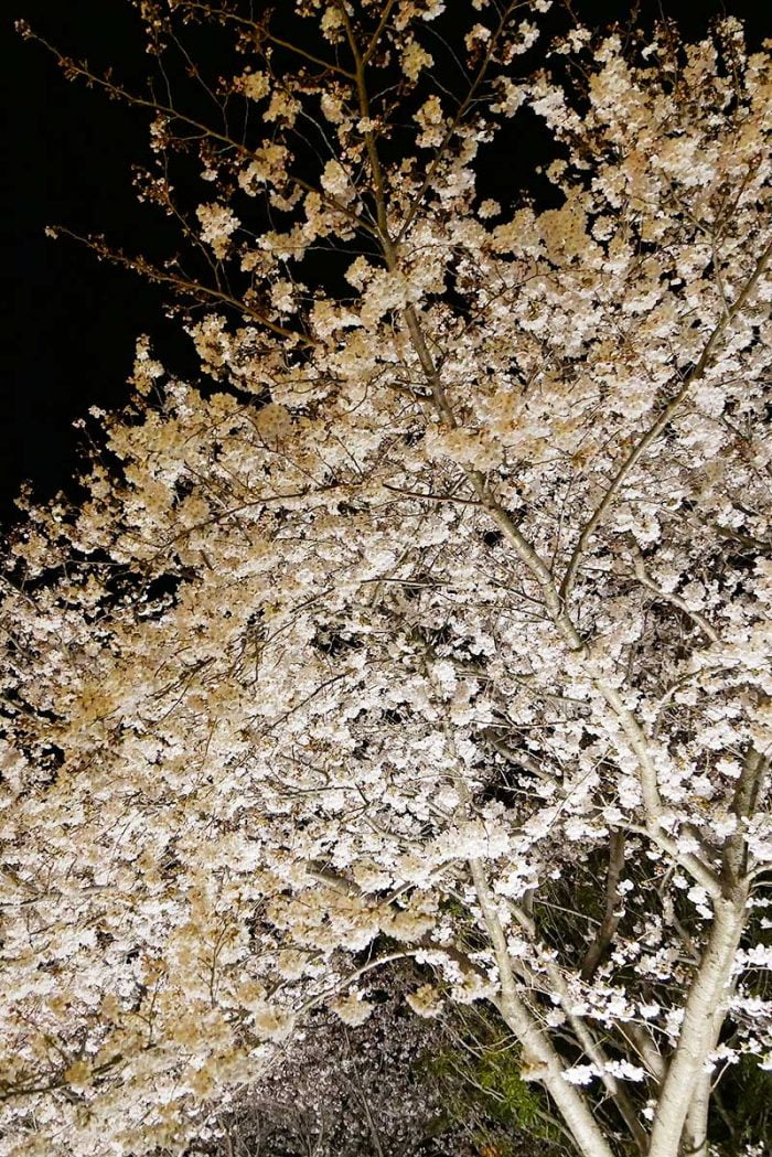 夜桜が最高に綺麗!!