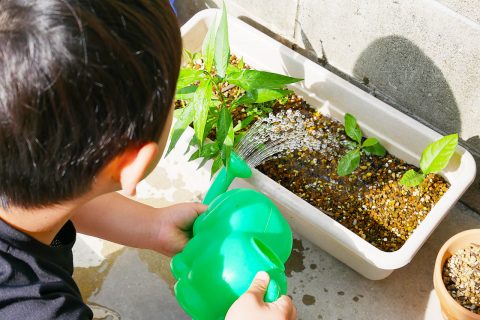 幼稚園児が枇杷 ビワ の種を植えて育てる観察日記 Ep3