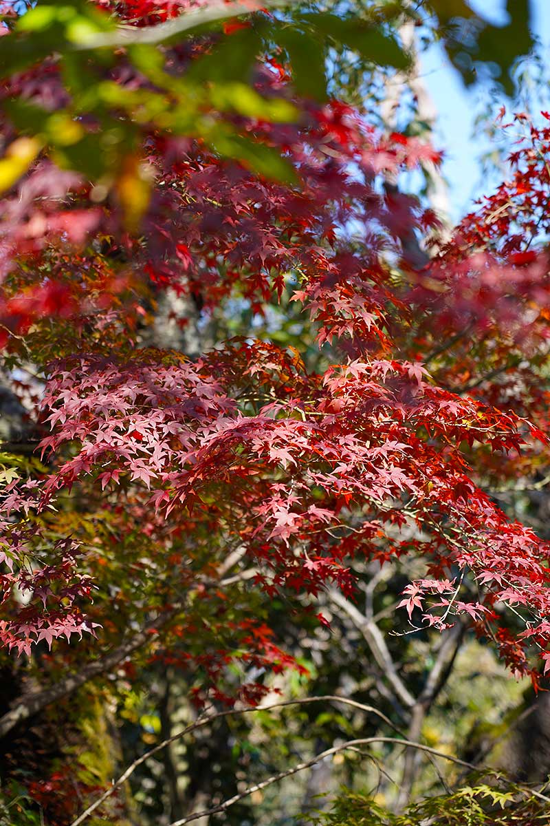 北山緑化植物園前の紅葉