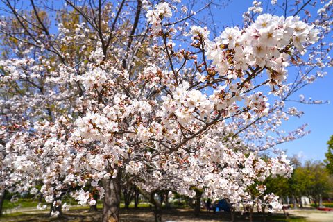 【2021】尼崎交通公園・桜や花の開花状況と混雑具合