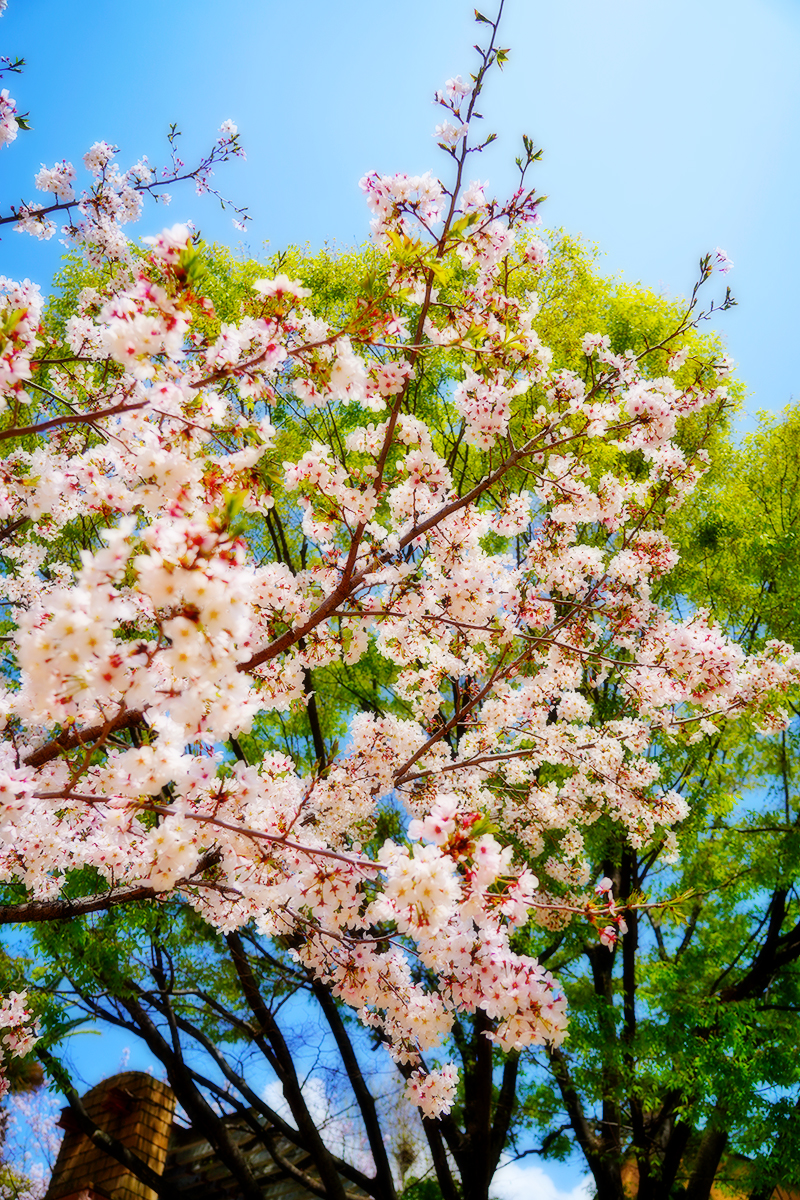 王子動物園・順路の桜