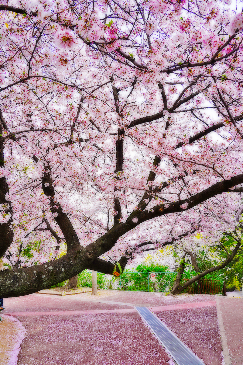 王子動物園・遊園地エリアの桜