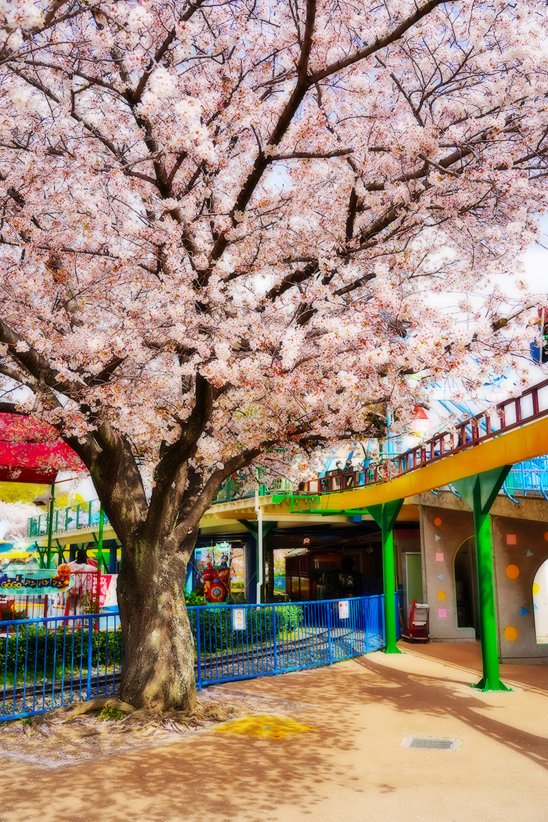 王子動物園・遊園地エリアの桜