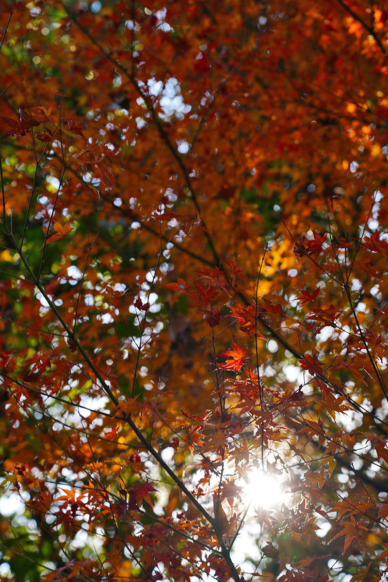 紅葉と木漏れ日