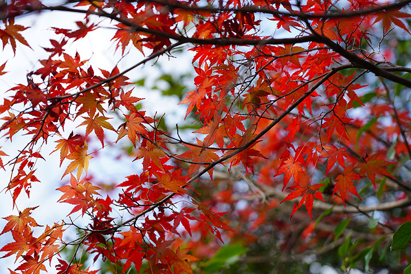 甲山森林公園の紅葉