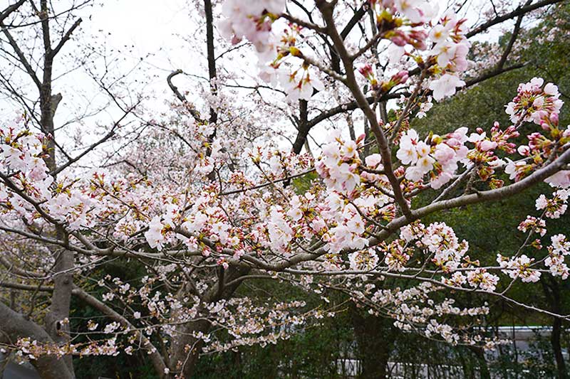 桜が綺麗に咲いています