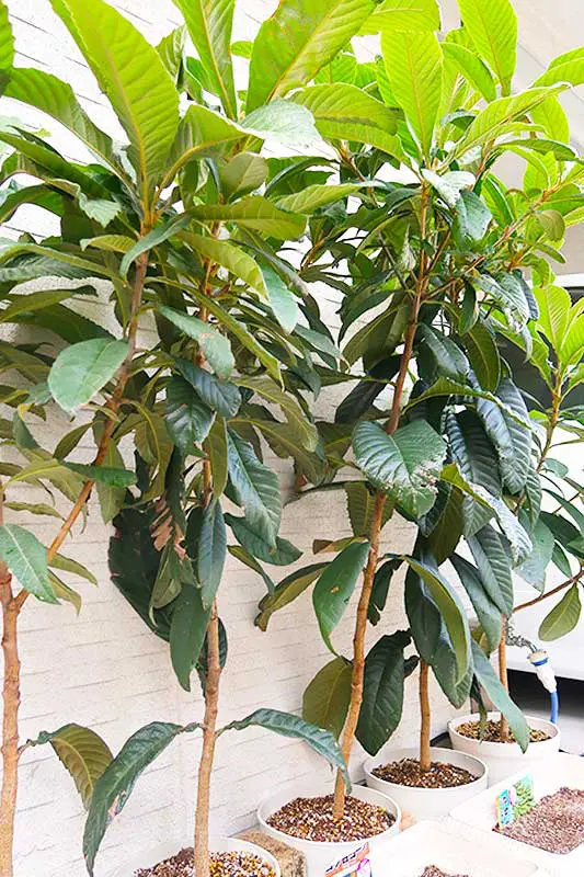 小学生が枇杷（ビワ）の種を植えて育てる観察日記 / EP5