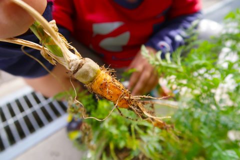 小学生がベビーキャロットを種から育てて収穫する観察日記