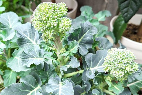 小学生がブロッコリーを種から育てて収穫する観察日記