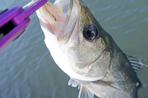 響けドラグ音!釣りたいシーバス!!