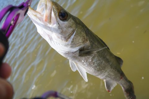 オカッパリで2年ぶりのシーバス釣果!ボーズ脱出!!