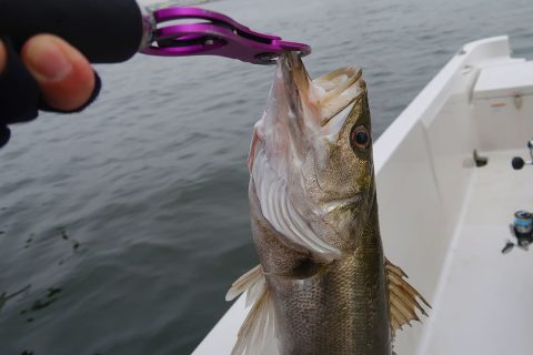 大雨後の大阪湾ボートシーバス!SEADUST MEMORY