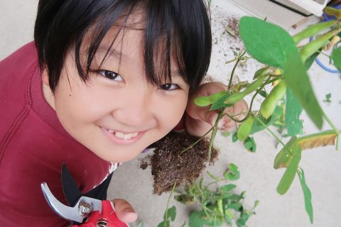 小学生が枝豆を種から育てて収穫する観察日記