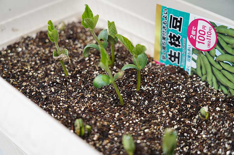 種植えから15日後・芽が伸びてきました