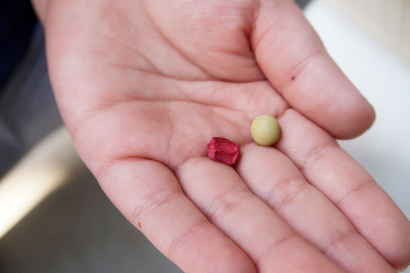 手のひらに乗せた枝豆の種とコーンの種