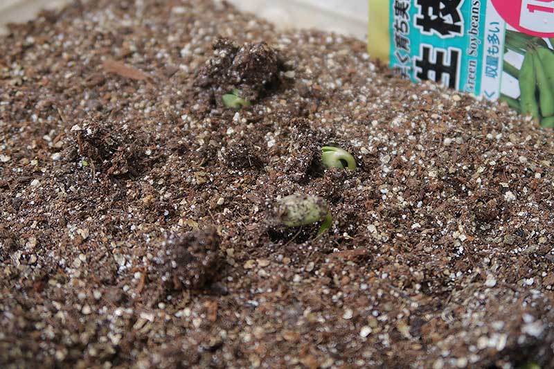 1週間後・発芽した枝豆の芽