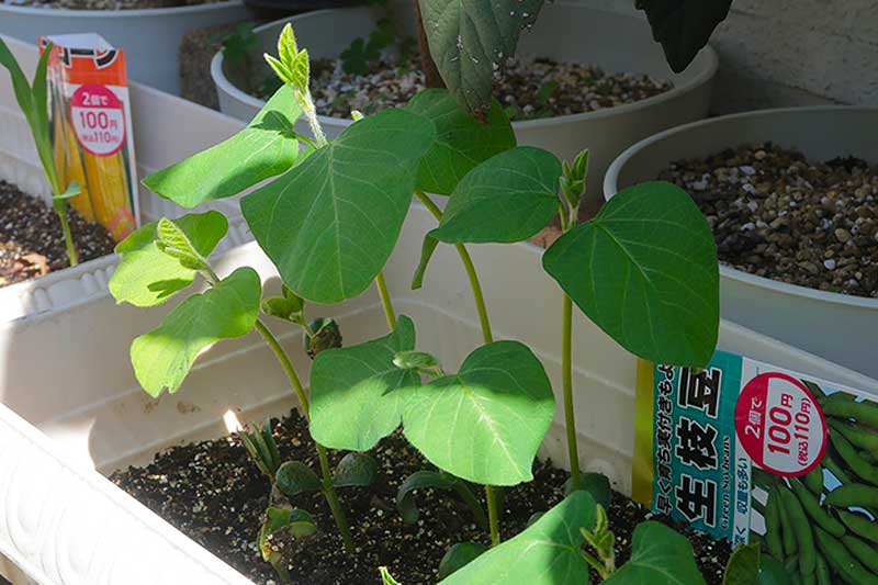 種植えから20日後・葉が大きくなってきた