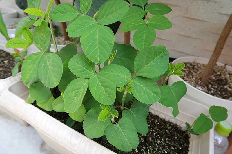 種植えから25日後・葉が大きく茂ってきた