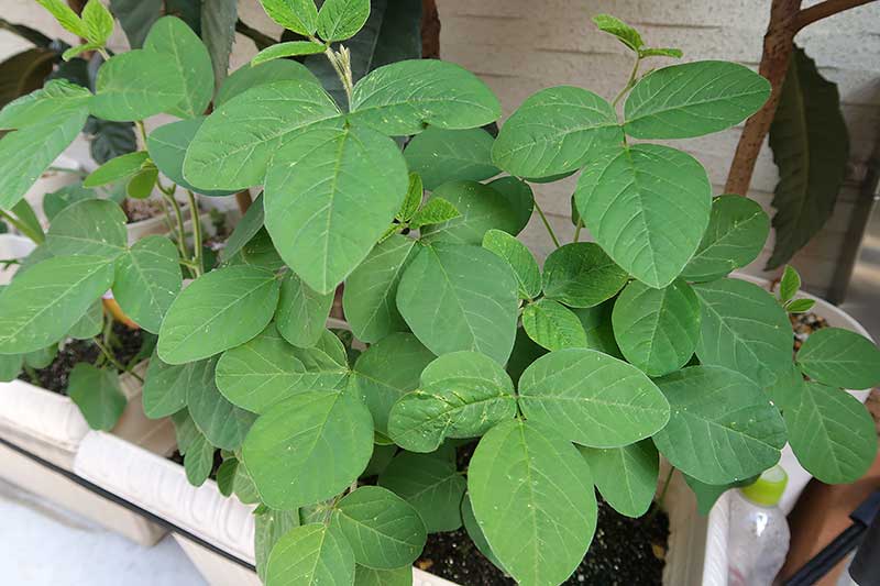 種植えから35日後・葉が茂って凄いボリュームに