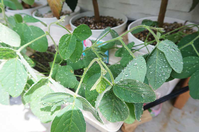 種植えから45日後・葉が垂れ下がってきた