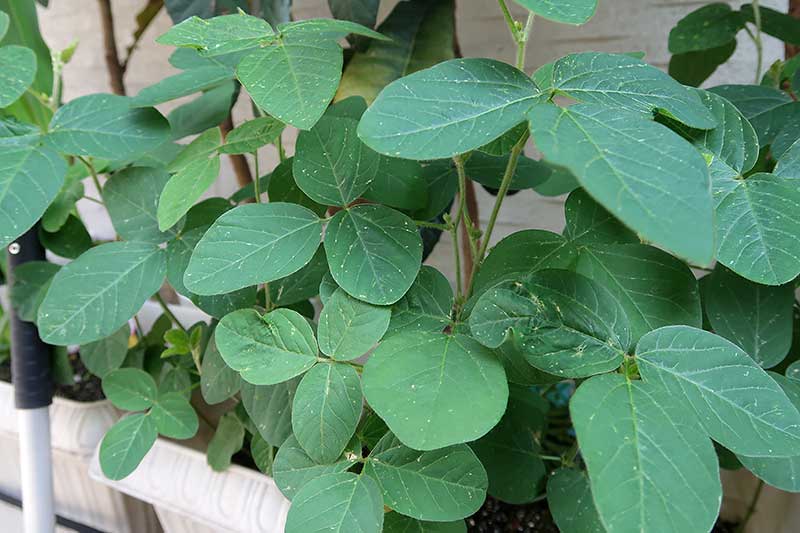 種植えから50日後・葉の元気が回復しシャキッとなる