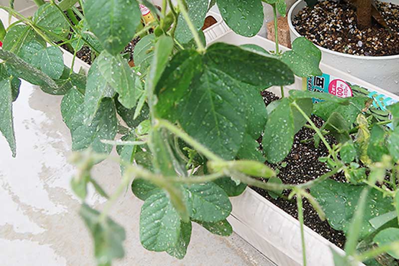 種植えから60日後・小さな枝豆ができてきた