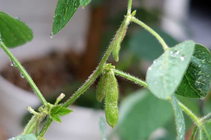 小ぶりながら枝豆