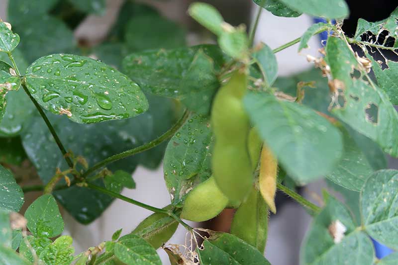 枝豆の拡大写真