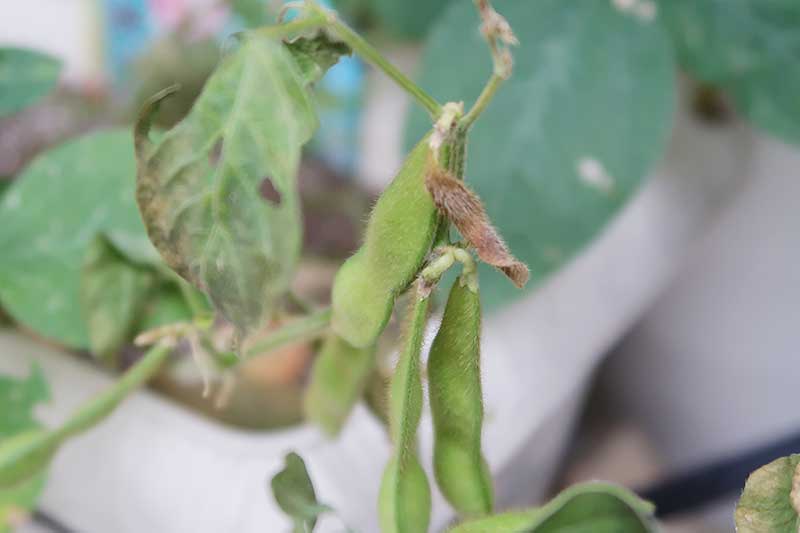 種植えから75日後・全体的に枯れてきた