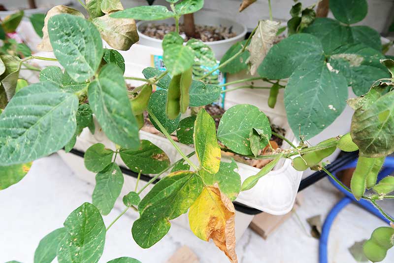 葉や茎も茶色っぽく変色