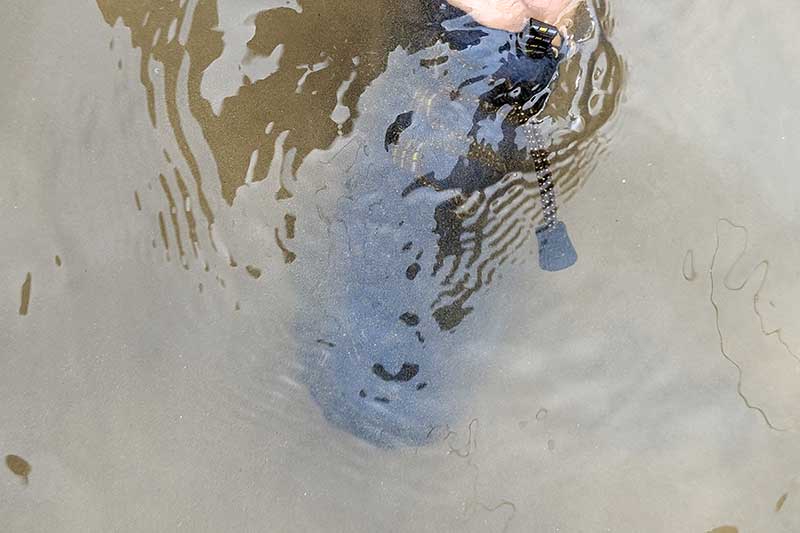 海に浸かったマリンシューズ