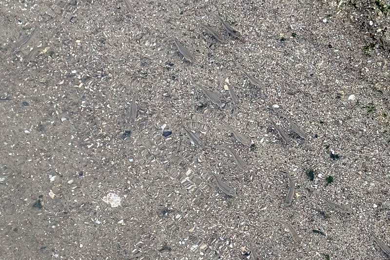 波打ち際を泳ぐ小魚