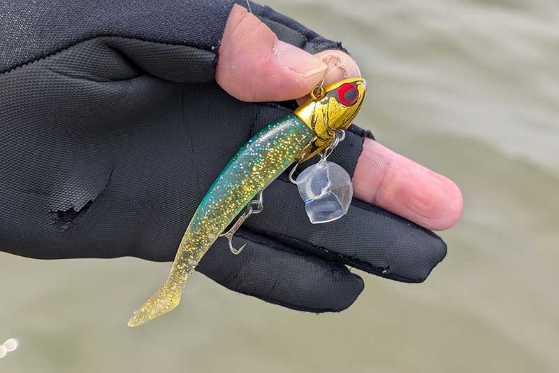 大きなボラの鱗