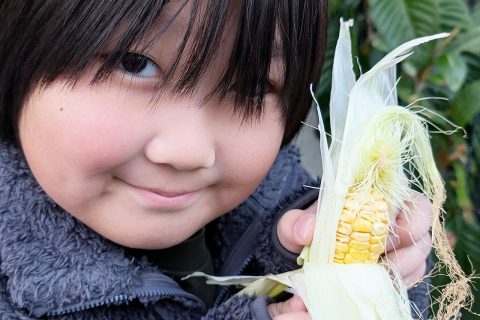 小学生が秋獲りトウモロコシを種から育てて収穫する観察日記の投稿画像