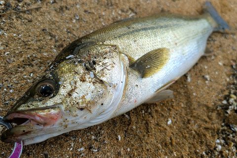 シーバスを釣った、と私が言っている