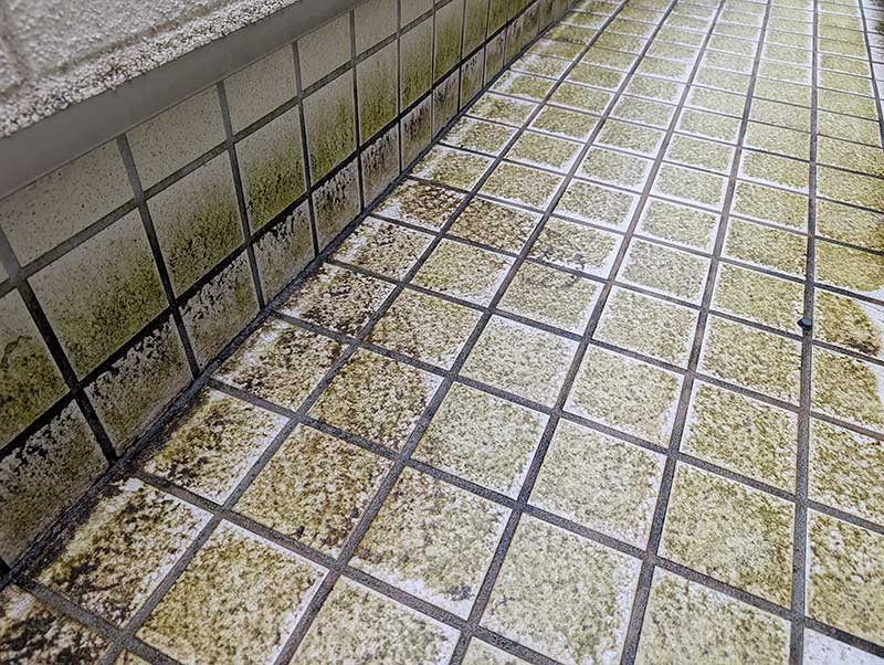 大量に苔がついたベランダのタイル