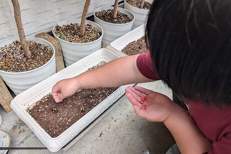 次男君が種を穴に植えていく